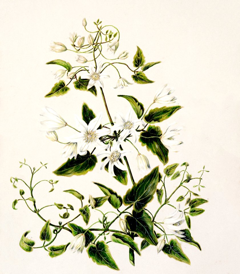 Antique plant Pikiarero - Clematis hexasepala drawn by Sarah Featon (1848–1927).