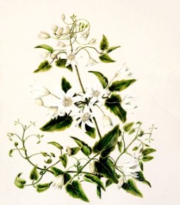 Antique plant Pikiarero - Clematis hexasepala drawn by Sarah Featon (1848–1927).