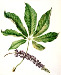 Antique plant drawn by Sarah Featon (1848–1927).. Free illustration for personal and commercial use.