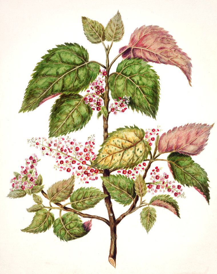 Antique plant Makomako - Aristotelia Racemosa drawn by Sarah Featon (1848–1927).