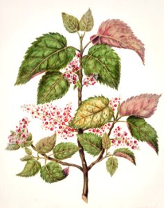 Antique plant Makomako - Aristotelia Racemosa drawn by Sarah Featon (1848–1927).