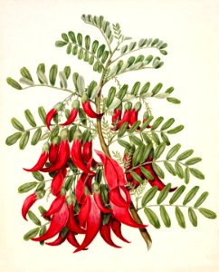 Antique plant Kowhai - Clianthus puniceus drawn by Sarah Featon (1848–1927).