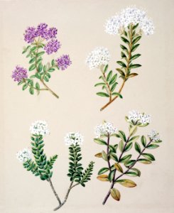 Antique plant Veronica 4 species drawn by Sarah Featon (1848–1927).. Free illustration for personal and commercial use.