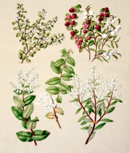 Antique plant Gaultheria - various drawn by Sarah Featon (1848–1927).. Free illustration for personal and commercial use.