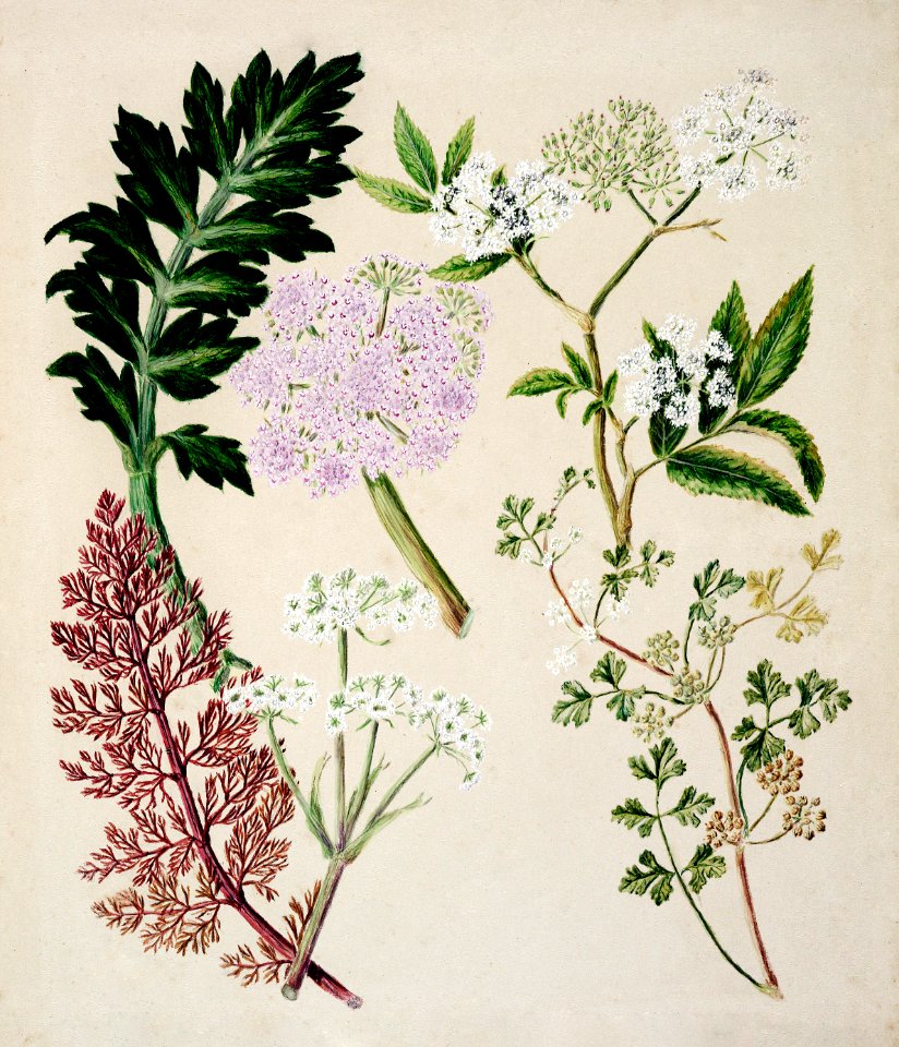 Antique plant Ligosticum latifolium drawn by Sarah Featon (1848–1927).