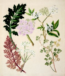Antique plant Ligosticum latifolium drawn by Sarah Featon (1848–1927).. Free illustration for personal and commercial use.