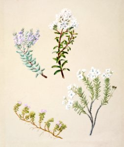 Antique plant Veronica 4 species drawn by Sarah Featon (1848–1927).