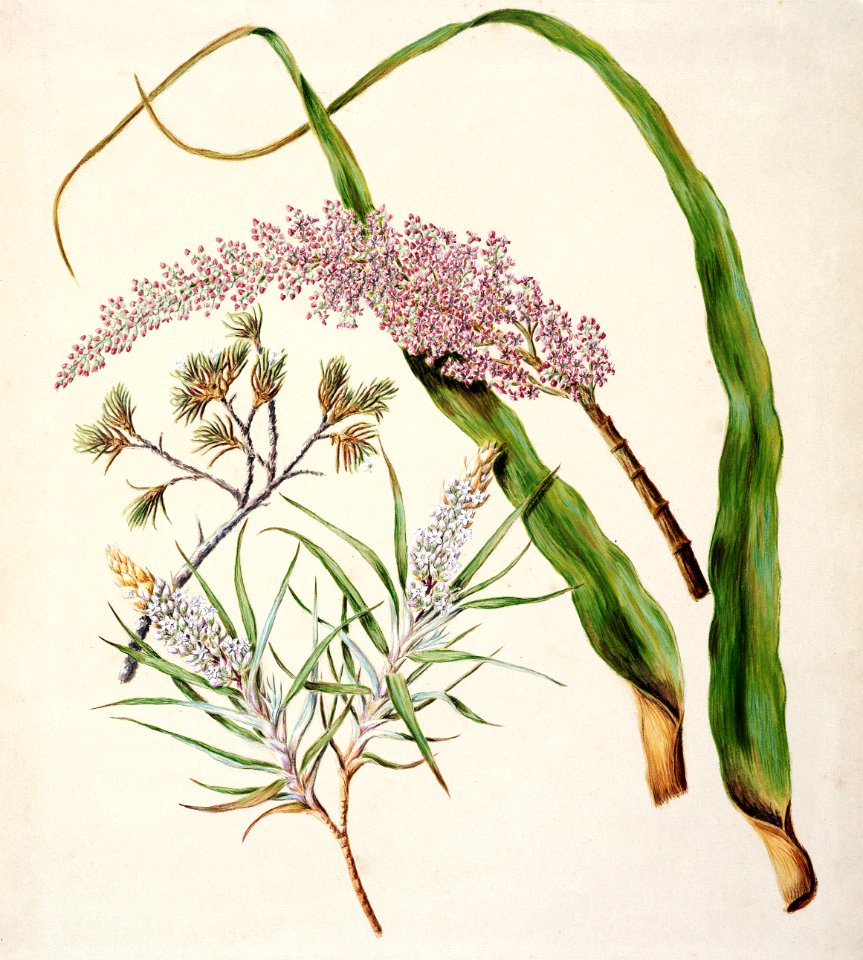 Antique plant Dracophyllum latifolium Neinei Dracophyllum strictum Dracophyllum uniflorum Turpentine scrub drawn by Sarah Featon (1848–1927).