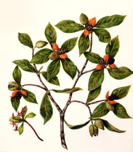 Antique plant Tawhirikaro drawn by Sarah Featon (1848–1927).