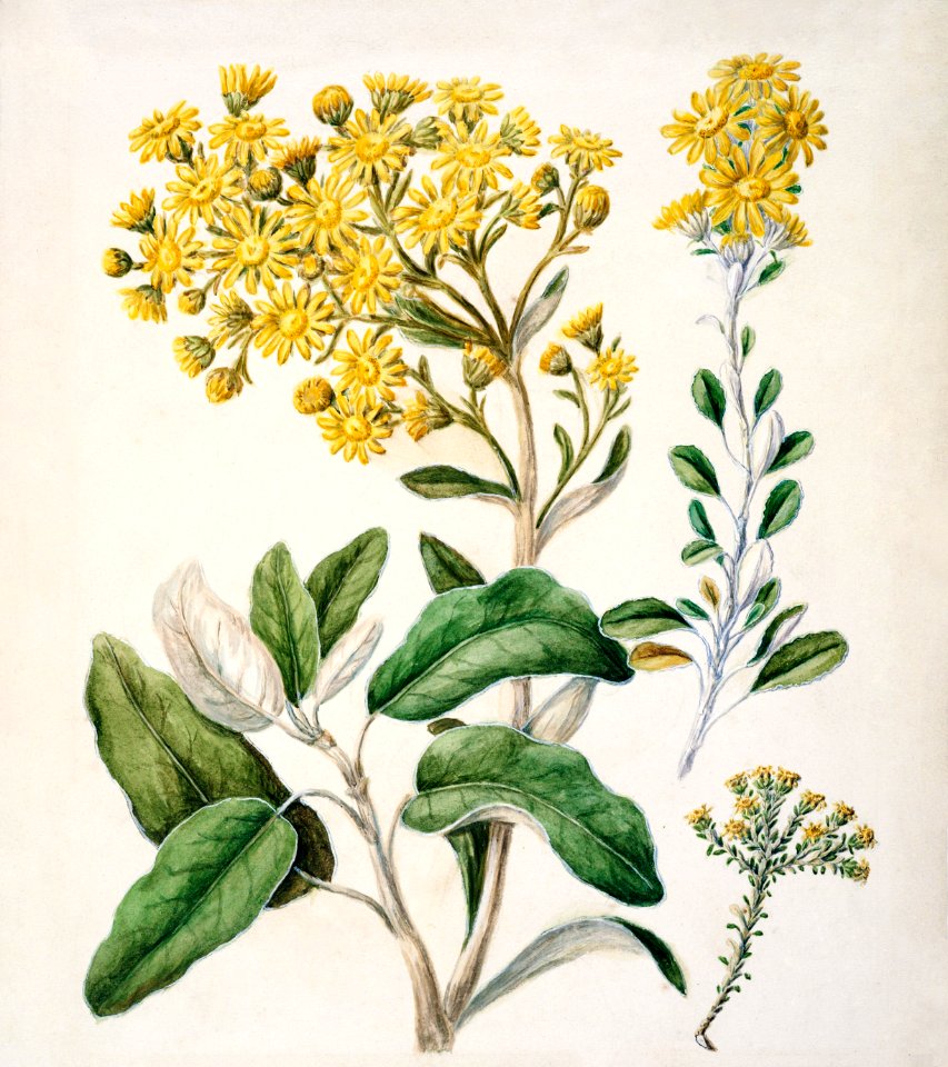 Antique plant Daisy - Brachyglottis drawn by Sarah Featon (1848–1927).