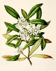 Antique plant Ixerba brexioicles - Tawari drawn by Sarah Featon (1848–1927).