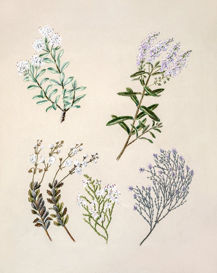 Antique plant Hebe pinguifolia drawn by Sarah Featon (1848–1927).
