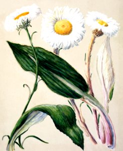 Antique plant New Zealand mountain daisies drawn by Sarah Featon (1848–1927).. Free illustration for personal and commercial use.