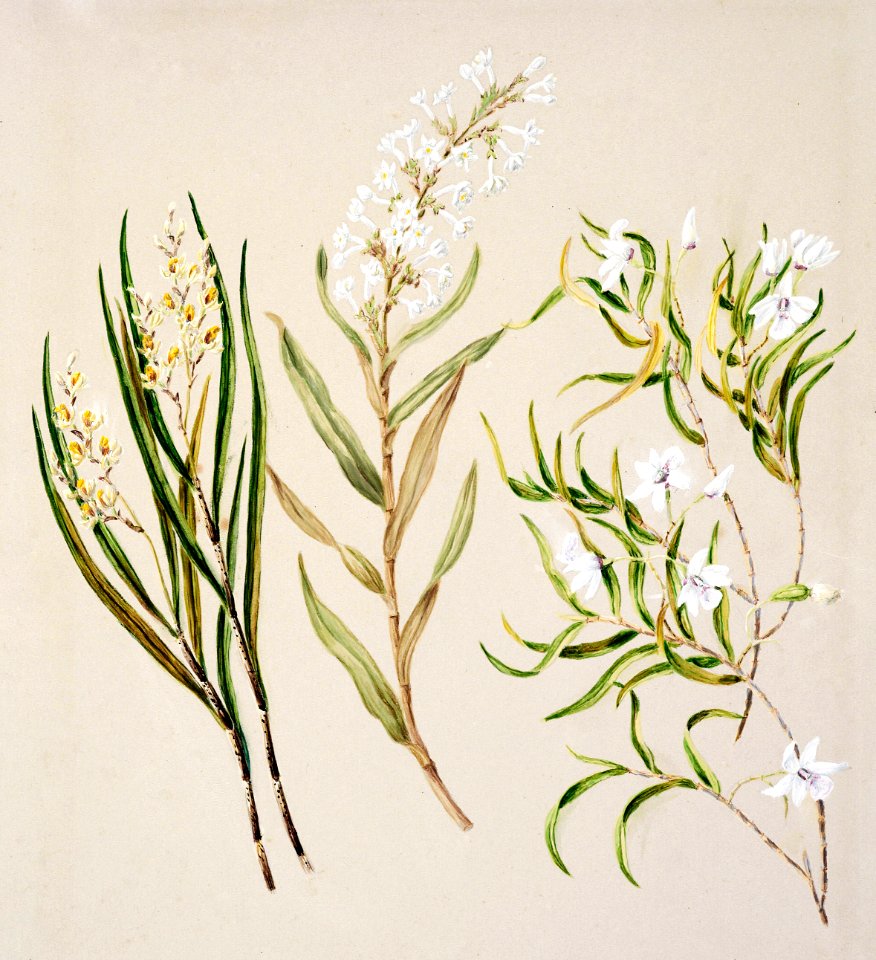 Antique plant Earina mucronat Earina autumnalias Dendrobium Cunninghamii drawn by Sarah Featon (1848–1927).