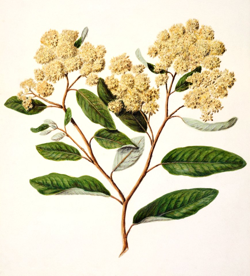 Antique plant Kumarahou drawn by Sarah Featon (1848–1927).