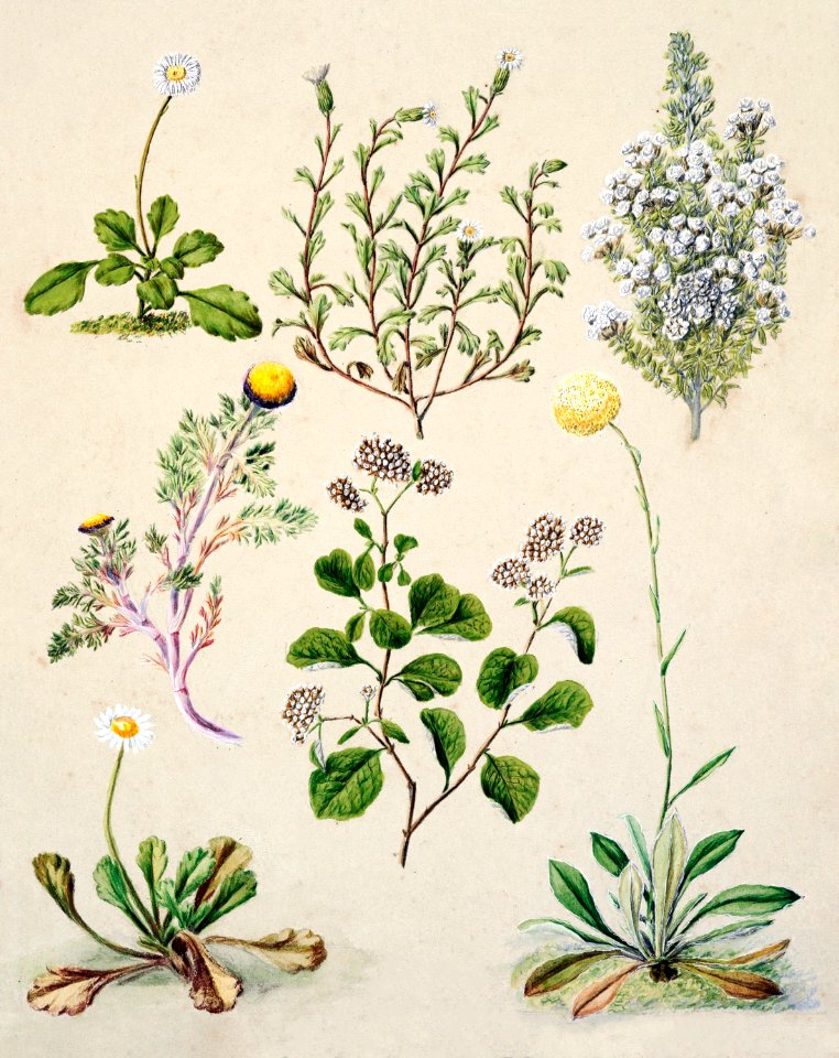 Antique plant Orathamnus Glomaratus Lapenophora Forsteri Brachycome Sinclarii Cassinia retorta Cotula atrata Craspeda finbriata Villadirua Australe drawn by Sarah Featon (1848–1927).