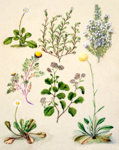 Antique plant Orathamnus Glomaratus Lapenophora Forsteri Brachycome Sinclarii Cassinia retorta Cotula atrata Craspeda finbriata Villadirua Australe drawn by Sarah Featon (1848–1927).
