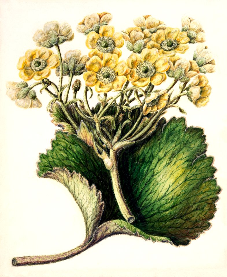 Antique plant Korikor drawn by Sarah Featon (1848–1927).. Free illustration for personal and commercial use.
