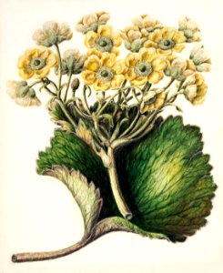 Antique plant Korikor drawn by Sarah Featon (1848–1927).. Free illustration for personal and commercial use.