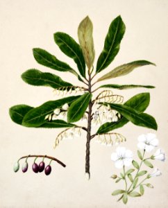 Antique plant Hinau - Eloeocarpus dentatus Rauhina - linum monogynum drawn by Sarah Featon (1848–1927).