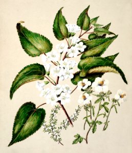 Antique plant Hibiscus trianium - Plagianthus divaricatus - Plagianthus lyallii drawn by Sarah Featon (1848–1927).