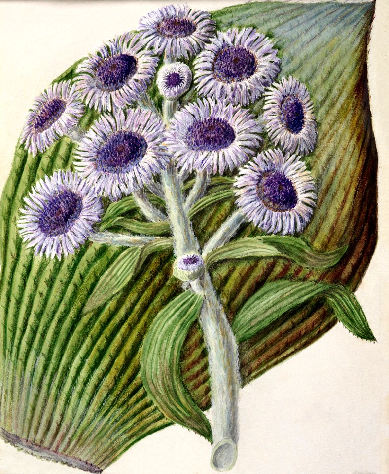 Antique plant Antarctic daisy drawn by Sarah Featon (1848–1927).