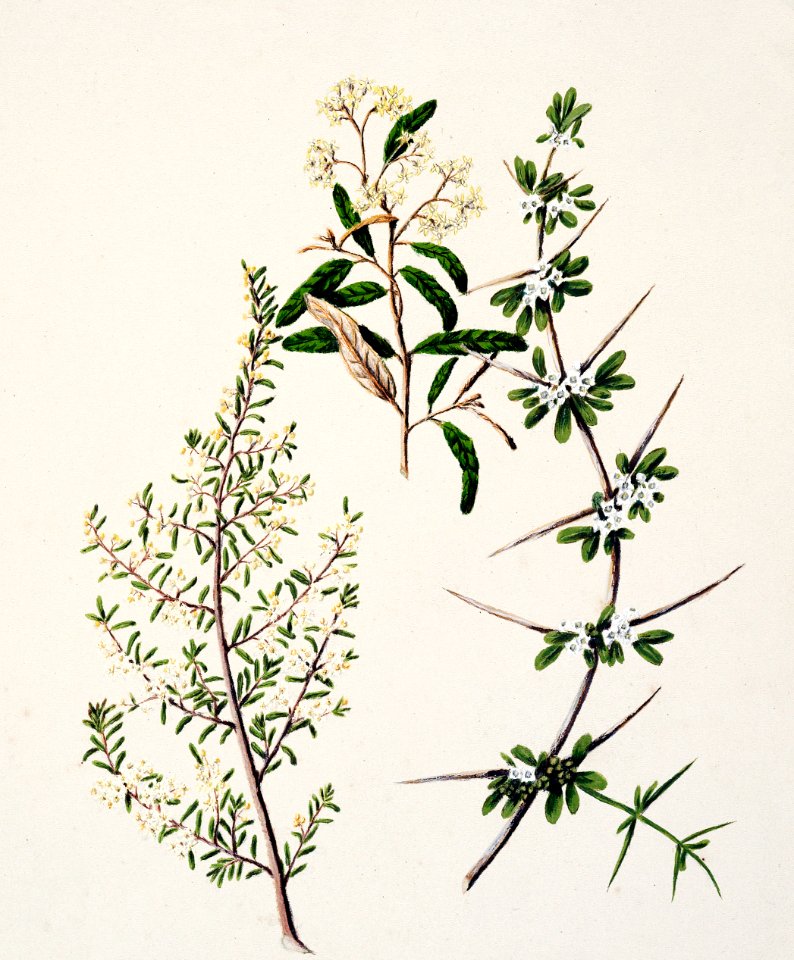 Antique plant Pomadrris edgerloyi drawn by Sarah Featon (1848–1927).