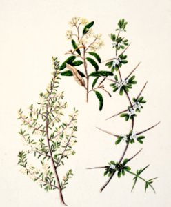 Antique plant Pomadrris edgerloyi drawn by Sarah Featon (1848–1927).