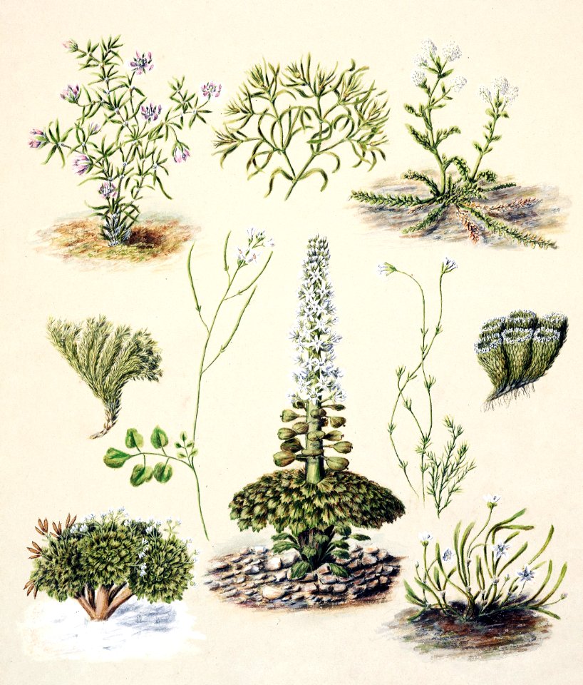 Antique plant Bitter cress Slender chickweed Sand spurrey drawn by Sarah Featon (1848–1927).