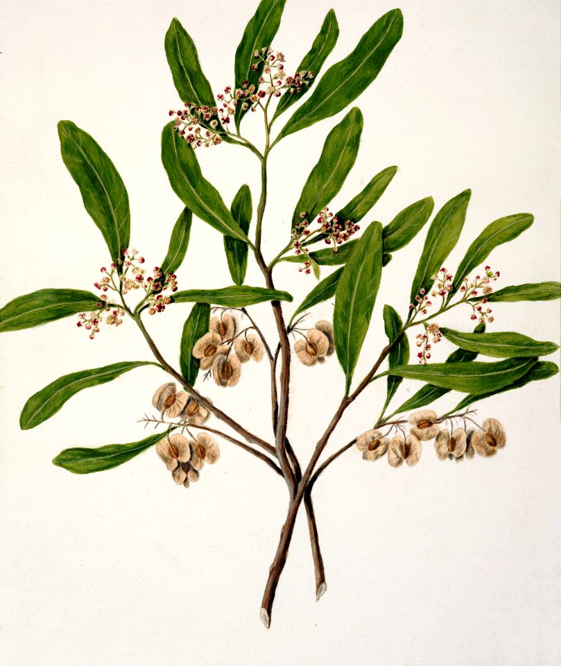 Antique plant Akeake drawn by Sarah Featon (1848–1927).