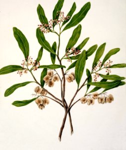 Antique plant Akeake drawn by Sarah Featon (1848–1927).. Free illustration for personal and commercial use.