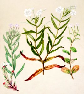 Antique plant Epilobium pallilifolium drawn by Sarah Featon (1848–1927).. Free illustration for personal and commercial use.