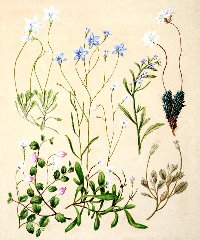 Antique plant Wahlenbergia congesta Wahlenbergia rupestris Lobelia anceps Pratia angulata Forstera sedifolia Selleria radicans drawn by Sarah Featon (1848–1927).