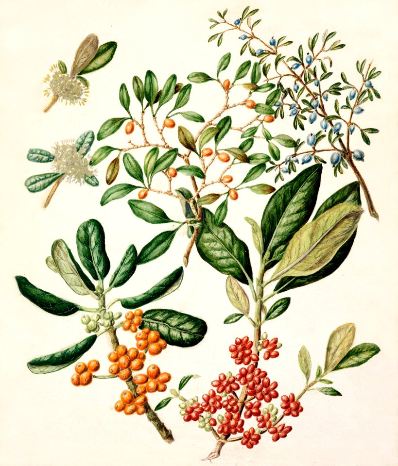 Antique plant Karamu Stinkwood Mingimingi Taupata drawn by Sarah Featon (1848–1927).
