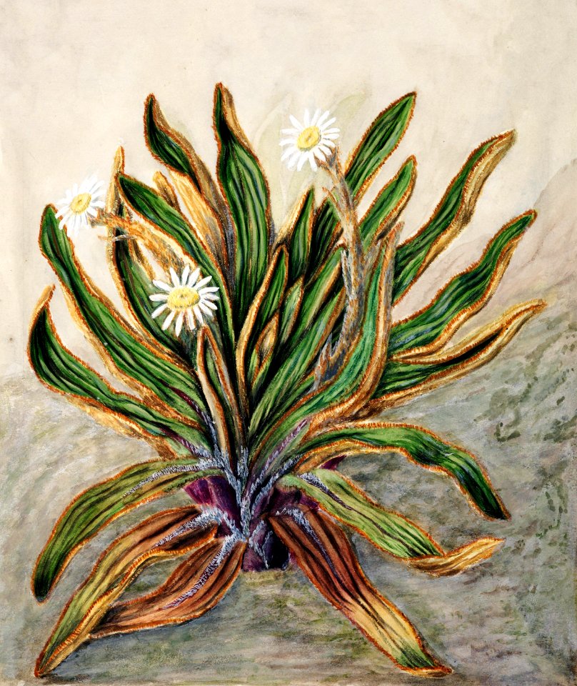 Antique plant Mountain daisy drawn by Sarah Featon (1848–1927).