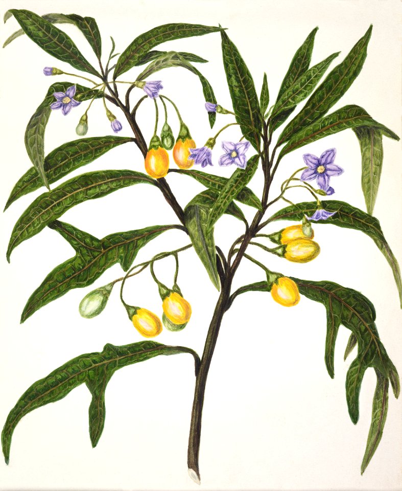 Antique plant Poroporo drawn by Sarah Featon(1848 - 1927).