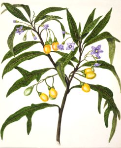 Antique plant Poroporo drawn by Sarah Featon(1848 - 1927).. Free illustration for personal and commercial use.
