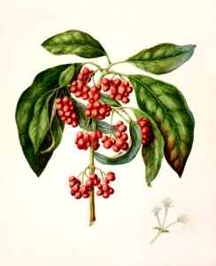 Antique plant Coprosma australis - Kanono drawn by Sarah Featon (1848–1927).. Free illustration for personal and commercial use.