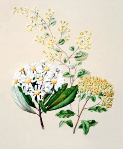Antique plant Senecio (3 species) drawn by Sarah Featon (1848–1927).. Free illustration for personal and commercial use.