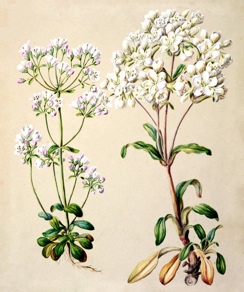 Antique plant Gentiana Pleurogynoides - Chatham Islands and Southland drawn by Sarah Featon (1848–1927).