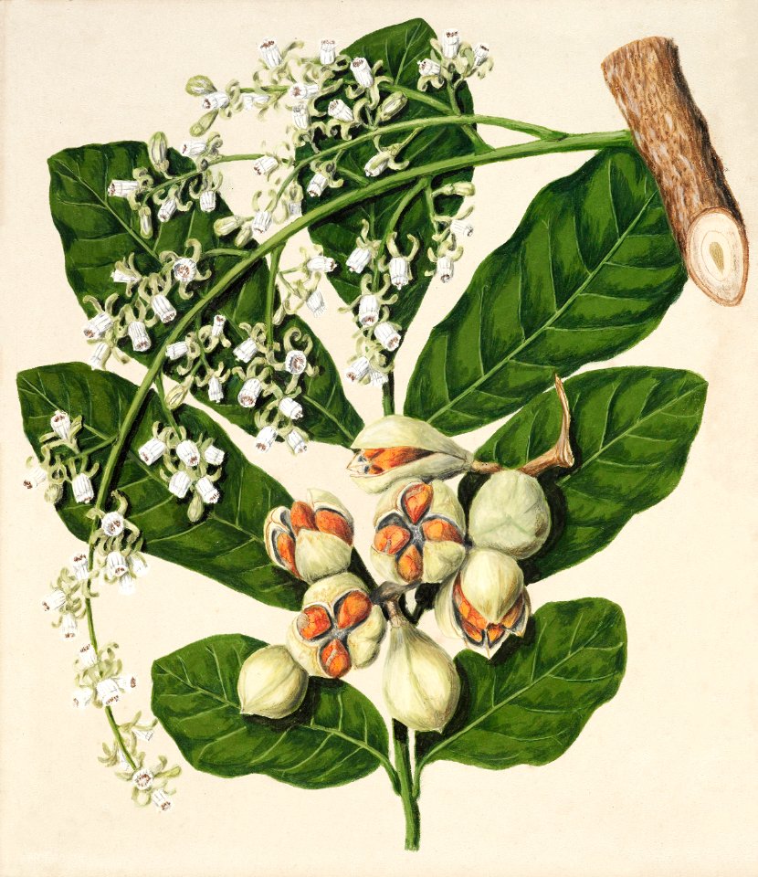 Antique plant Kohekohe drawn by Sarah Featon(1848 - 1927).