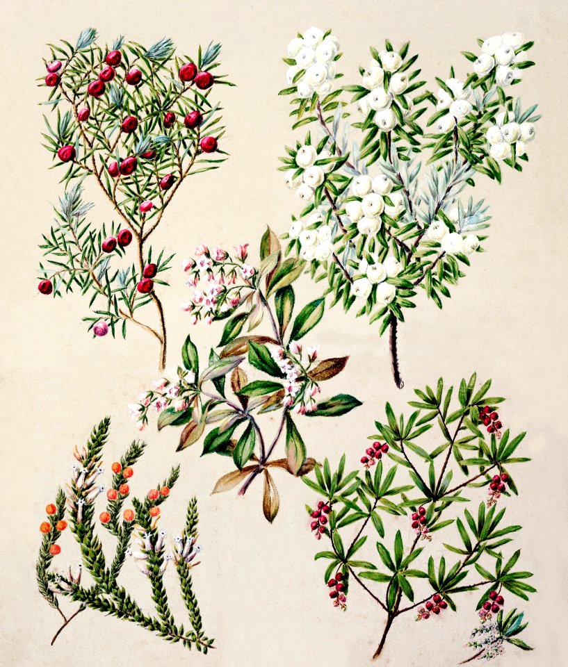 Antique plant Cythodes acerisa Cyathodes robusta Leucopogan fasculatum Leucopogan Frazeri Archeria racemosa drawn by Sarah Featon (1848–1927).