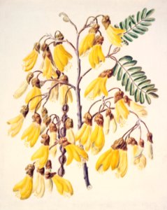 Antique plant Kowhai drawn by Sarah Featon (1848–1927).. Free illustration for personal and commercial use.