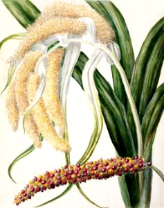 Antique plant Astelia solandri Kowharawhara drawn by Sarah Featon (1848–1927).