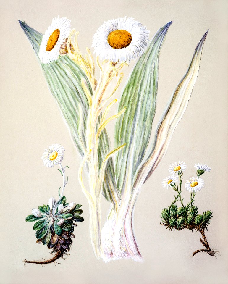 Antique plant White mountain musk drawn by Sarah Featon (1848–1927).. Free illustration for personal and commercial use.