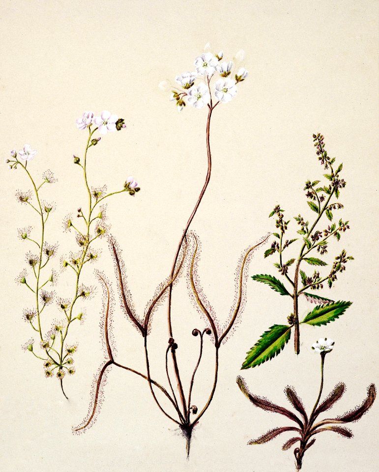 Antique plant Drosera arcturi - Haloragisalata drawn by Sarah Featon (1848–1927).