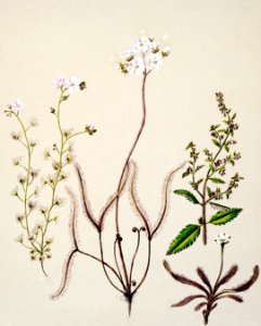 Antique plant Drosera arcturi - Haloragisalata drawn by Sarah Featon (1848–1927).