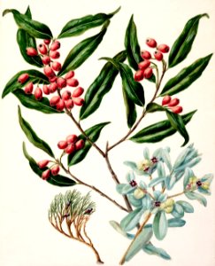 Antique plant Exorcarpus bidwillii Black Maire santalum cunninghamii Euphorbia glauca drawn by Sarah Featon (1848–1927).