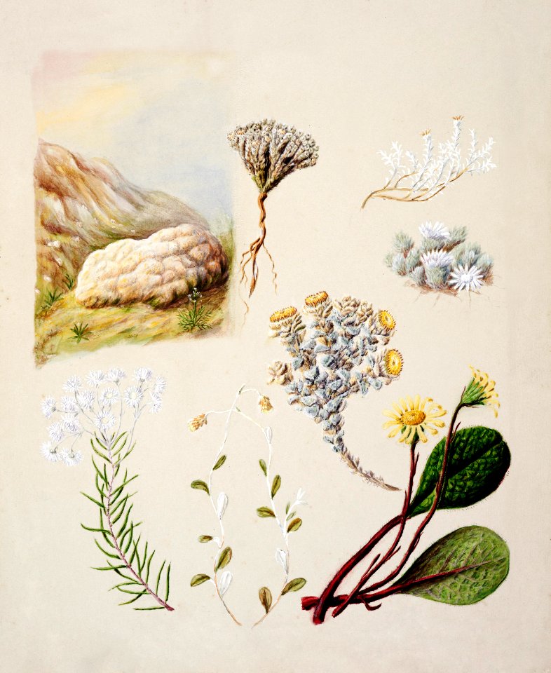 Antique plant Raoulia eximia Raoulia monroi Raoulia grandiflora Anaphoalioides trinervis Helichrysum filicaute Haastia recurva Brachyglottis bellidioides drawn by Sarah Featon (1848–1927).