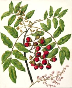 Antique plant Titoki drawn by Sarah Featon (1848–1927).. Free illustration for personal and commercial use.